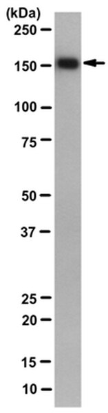 Anti-mGluR5 Antibody, clone 11D9.1 | MABN139